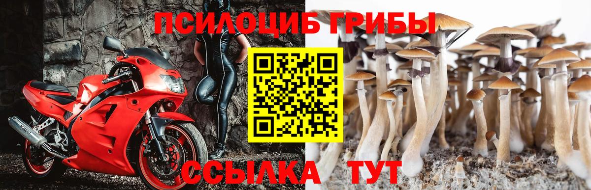 Псилоцибиновые грибы Magic Shrooms  Вход с VPN  Заводоуковск  купить закладку  Псилоцибиновые грибы Magic Shrooms 
